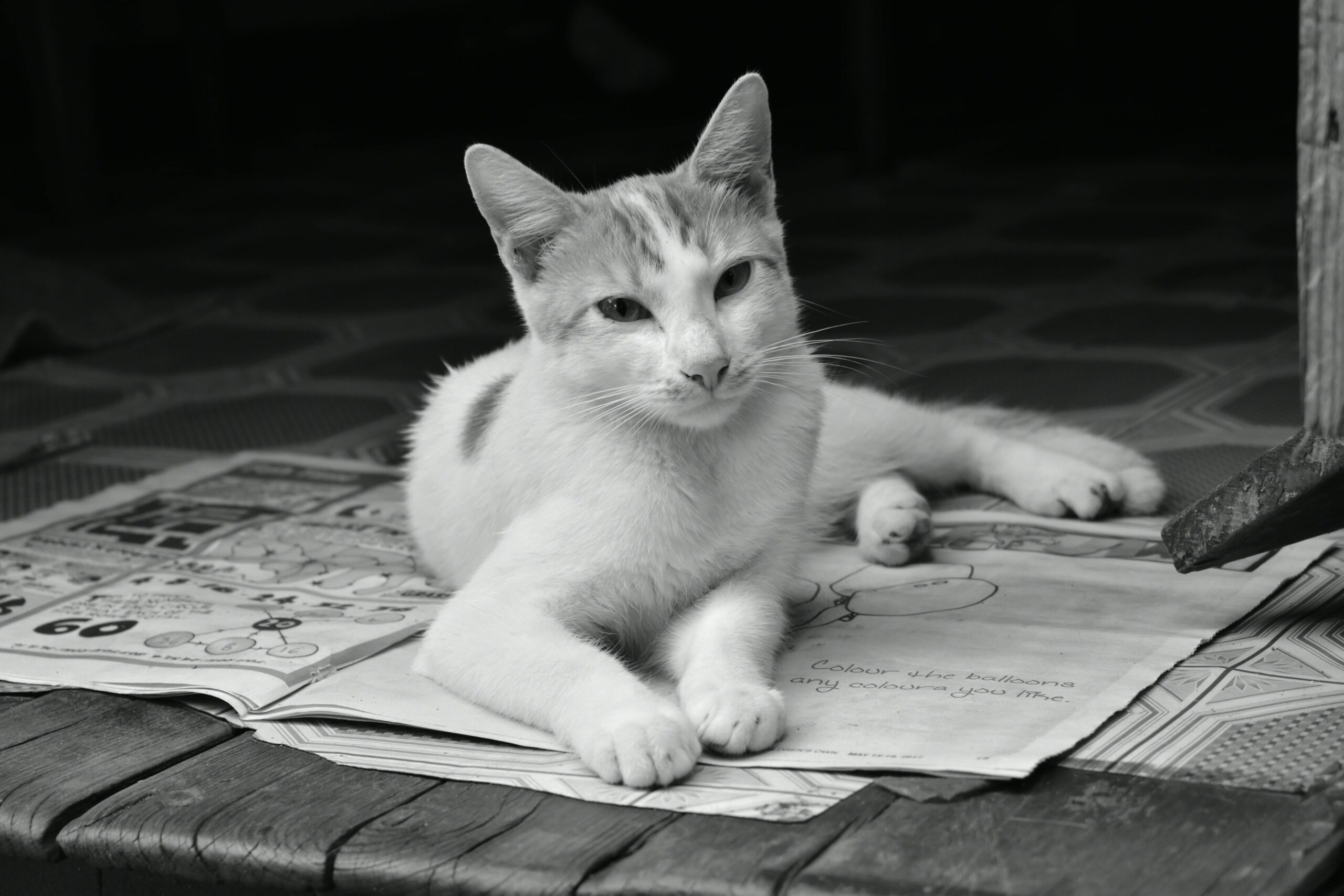 Black and white image of a relaxed cat lounging on a newspaper indoors, capturing feline curiosity and tranquility.